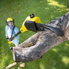 Best Tree and Shrub Care  in Waterflow, NM